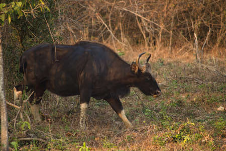 A wild gaur in Safariの写真素材