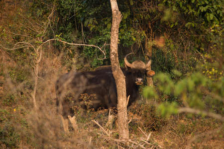 A wild gaur in Safariの写真素材