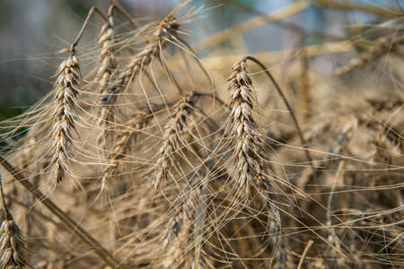 Cereal Plants, Barley, Barley grain is used for flour, barley bread, barley beer, some whiskeys,...