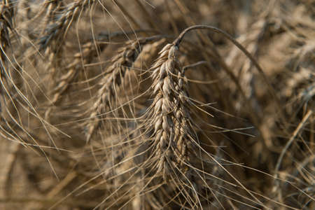 Cereal Plants, Barley, Barley grain is used for flour, barley bread, barley beer, some whiskeys,...