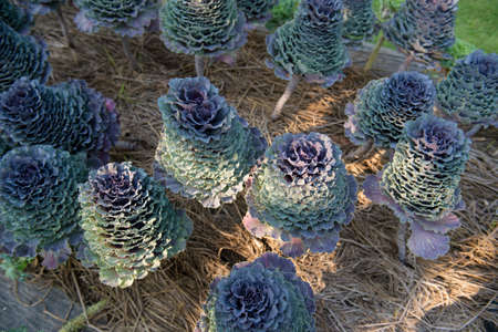 multicolor decorative cabbage in blossom