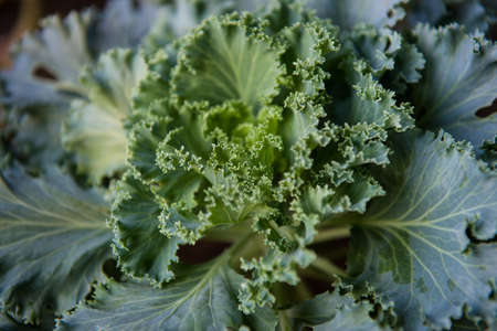 Green cabbageの写真素材