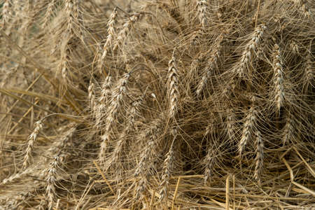 Cereal Plants, Barley, Barley grain is used for flour, barley bread, barley beer, some whiskeys,...