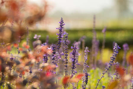 Flower and garden, natural green backgroundの写真素材