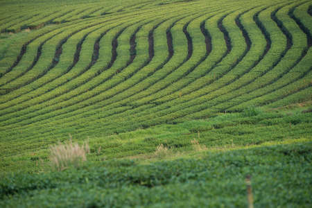 Green tea garden, hill cultivationの写真素材