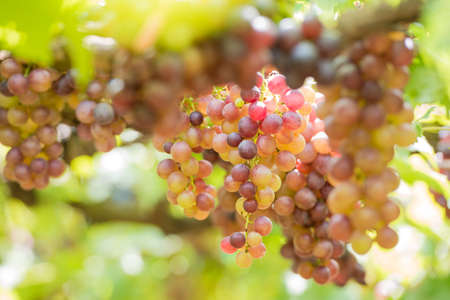 Vineyards in autumn - Grapes close up.