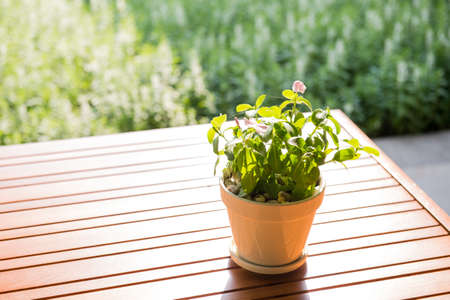 Decorative flowerpot. Warm and sunny day in the public park.