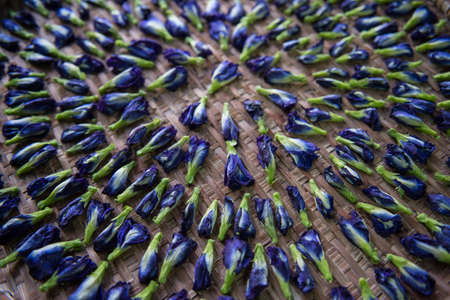 fresh and dried butterfly pea flower, clitoria ternatea on threshing basketの写真素材