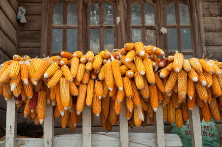 Ripe dried corn cobsの写真素材