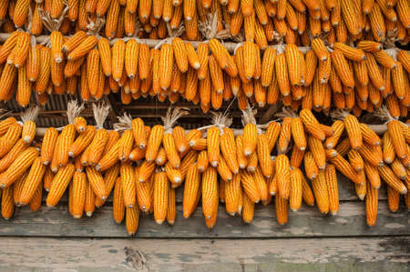 Ripe dried corn cobsの写真素材