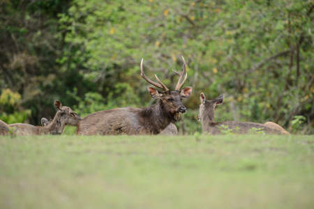 Plenty of wild deers in Phu Khiew wildlife santuary, Thailandの写真素材