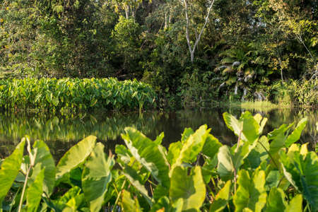 Field of Green Elephant Ear Leaves (Colocasia)の写真素材