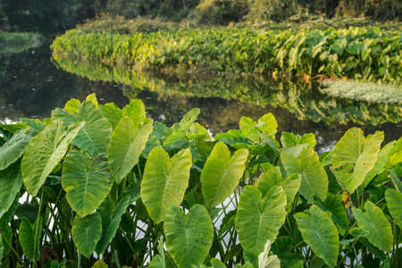 Field of Green Elephant Ear Leaves (Colocasia)の写真素材