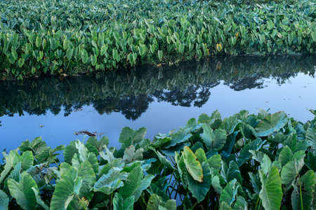 Field of Green Elephant Ear Leaves (Colocasia)
