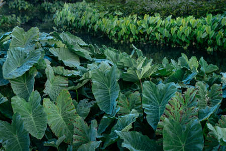 Elephant Ears, a subtropical plant with heart-shaped leaves