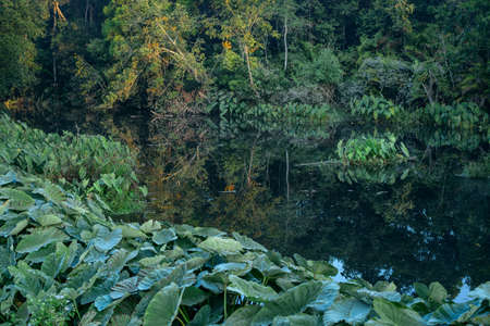 Field of Green Elephant Ear Leaves (Colocasia)の写真素材