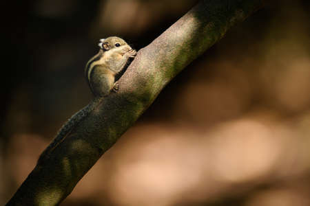 Asiatic striped squirrel, Striped squirrel in rain forestの写真素材