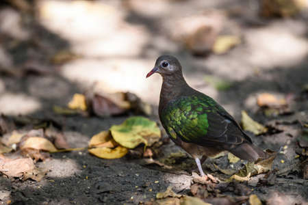 Emeral Dove (Ptilinopus jumbu) standing on ground