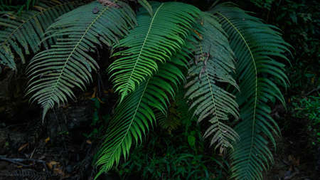 Green fern leaves in forestの写真素材