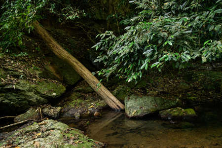 Stream in the tropical forest.
