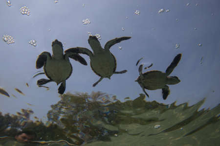 Baby sea turtle swims with water reflections underneath.の写真素材