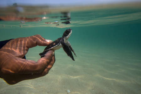 Sea turtle hatchlings being released to sea by Thai Royal Navy volunteer program. Sattahip, Thailand