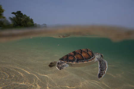 Sea turtle hatchlings being released to sea by Thai Royal Navy volunteer program. Sattahip, Thailandの写真素材