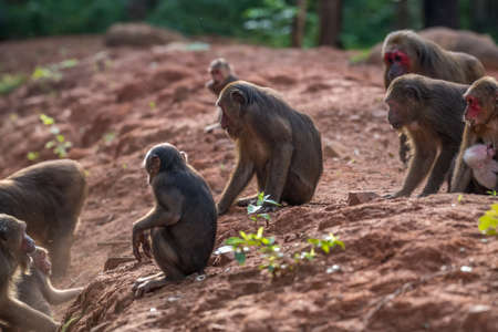 Group of Stump-tailed macaque, Bear macaque (Macaca arctoides) eat and rest during a quiet sunny evening at Phetchaburi province, Khao Kapook Khao Tormoor non-hunting area, Thailandの写真素材