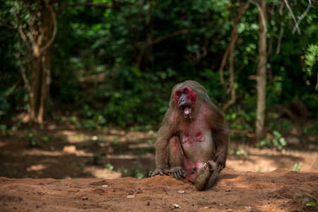 Stump-tailed macaque, Bear macaque (Macaca arctoides)