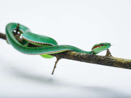 Trimeresurus popeiorum is a venomous pit viper species native to northern India, Southeast Asia, and parts of Indonesia. Three subspecies are currently recognized, including the nominate subspecies described here.の写真素材