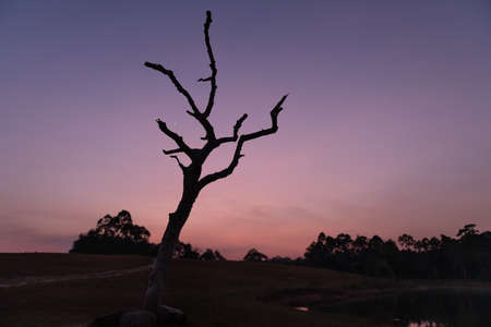 Vivid sunset over the lake in Khao Yai National Park, Thailand, with silhouettes of dead trees and...