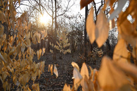 In the North and Northeast bushfires have been known as a seasonal problem for over a decade, and land-clearing for agriculture has been blamed as the cause.の写真素材