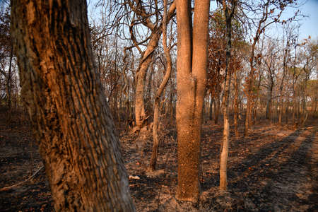 In the North and Northeast bushfires have been known as a seasonal problem for over a decade, and land-clearing for agriculture has been blamed as the cause.の写真素材