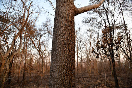 In the North and Northeast bushfires have been known as a seasonal problem for over a decade, and land-clearing for agriculture has been blamed as the cause.の写真素材