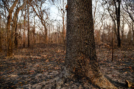 In the North and Northeast bushfires have been known as a seasonal problem for over a decade, and...