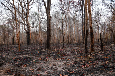 In the North and Northeast bushfires have been known as a seasonal problem for over a decade, and land-clearing for agriculture has been blamed as the cause.の写真素材