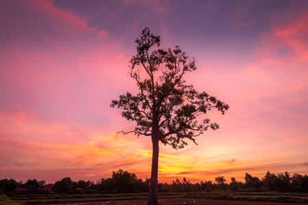 Silhouette of tree in rice field at sunset, Thailand.の写真素材