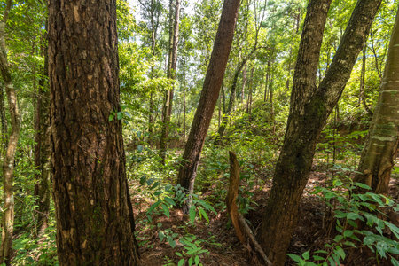 Tropical forest at Phu Kradueng National Park, Loei, Thailandの写真素材