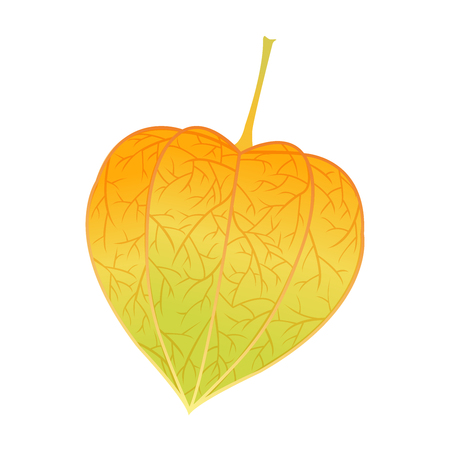 yellow chinese lantern flower plant illustrationのイラスト素材