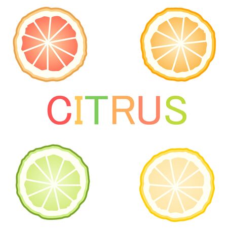 citrus fruit series illustration vectorのイラスト素材