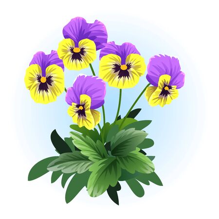 ビオラ の写真素材 イメージマート ビオラ の写真素材 イメージマート