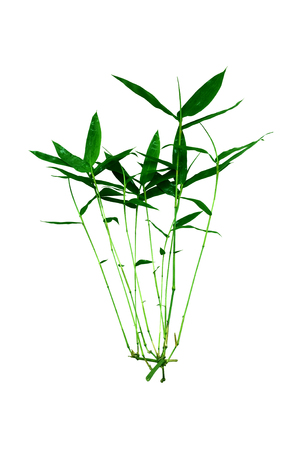 Bamboo leaves isolated on white background.の写真素材