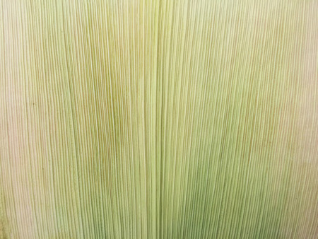 The pattern of corn husks isolated texture background.の写真素材