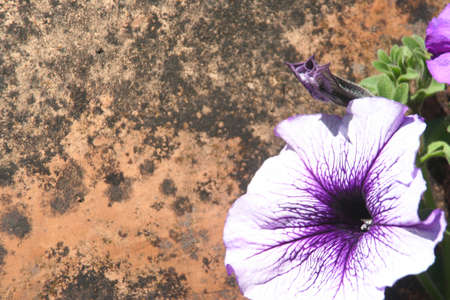 Flowers at Filoliの写真素材