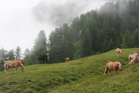 Italian Alpine horsesの写真素材