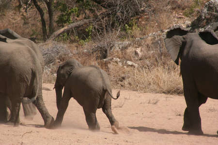 South African elephants