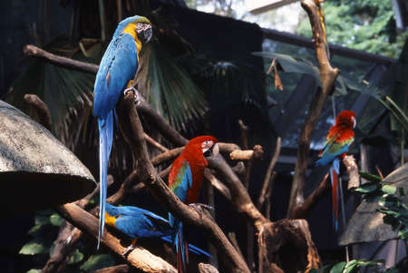 Singapore zoo