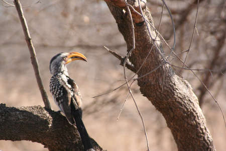 South African birds