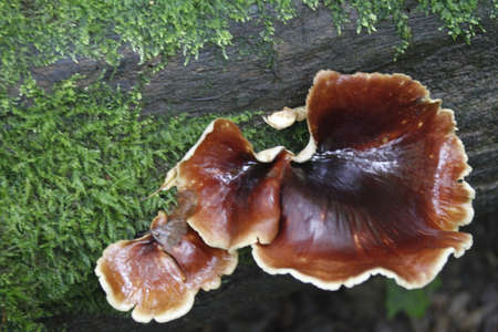 Poland Bialowieza park