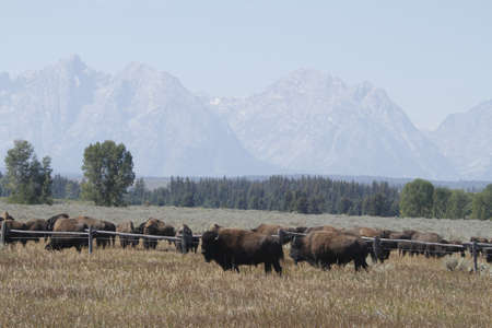 Yellowstone Grand Tetonsの写真素材
